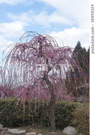Pukouji梅花, Pukouji梅花, 36959324