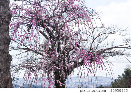 Pukouji梅花, Pukouji梅花, 36959325