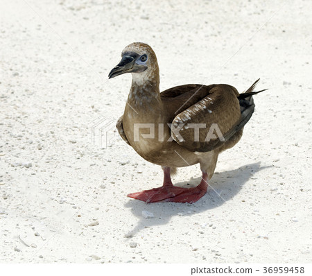 Red-Footed Booby 36959458