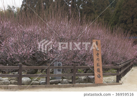Pukouji Temple Ryukyu plum, 36959516