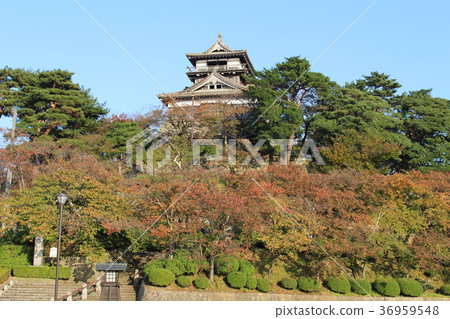 The existing Tenshu Maruoka Castle in autumn leaves Fukui Prefecture The existing Tenshu Maruoka Castle in autumn leaves Fukui Prefecture 36959548