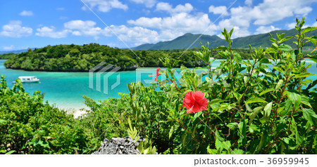 石垣島，沖繩縣芙蓉和Kabira灣 36959945