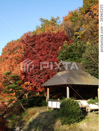 Ichikawa city famous place image Ichikawa city famous place image 36960205