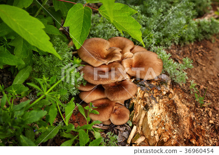 Mushrooms 36960454