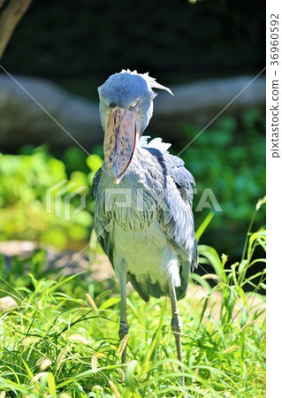 鯨頭鸛 36960592
