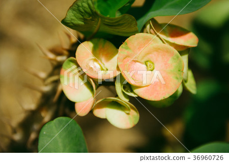 Closeup Poi Sian flowers pink and green Closeup Poi Sian flowers pink and green 36960726