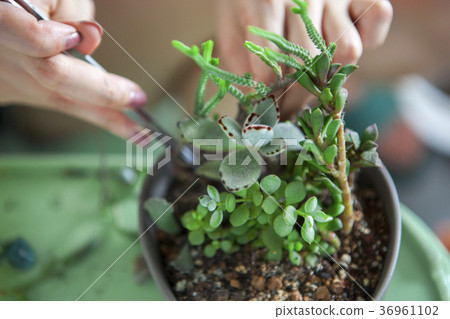 種花,多肉植物,花盆,花、肉の植物、花のポット、Flowers, more meat plants 種花,多肉植物,花盆,花、肉の植物、花のポット、Flowers, more meat plants 36961102