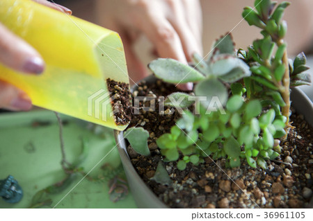 種花,多肉植物,花盆,花、肉の植物、花のポット、Flowers, more meat plants 種花,多肉植物,花盆,花、肉の植物、花のポット、Flowers, more meat plants 36961105