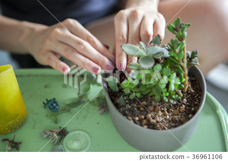 種花,多肉植物,花盆,花、肉の植物、花のポット、Flowers, more meat plants 種花,多肉植物,花盆,花、肉の植物、花のポット、Flowers, more meat plants 36961106
