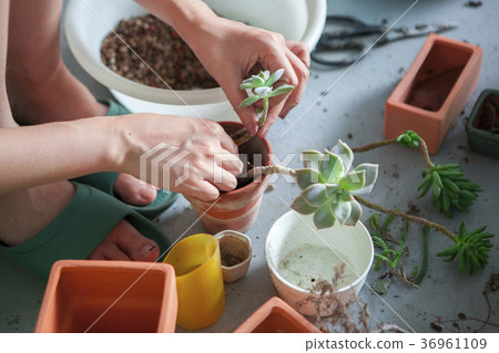 種花,多肉植物,花盆,花、肉の植物、花のポット、Flowers, more meat plants 種花,多肉植物,花盆,花、肉の植物、花のポット、Flowers, more meat plants 36961109
