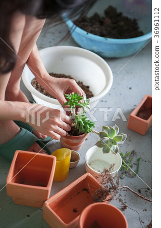 種花，多肉植物，花盆，花、肉の植物、花のポット、Flowers, more meat plants 36961112