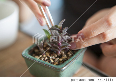 種花，多肉植物，花盆，花、肉の植物、花のポット、Flowers, more meat plants 36961113