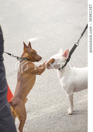 Bull Terrier dog 36961387