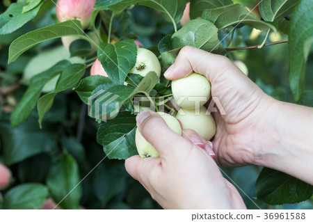 A woman hand picking a red ripe apple from the 36961588