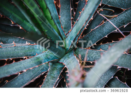 close up on agavaceae leaf and plant 36961928
