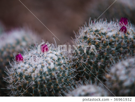 close up on mammillaria leaf and plant 36961932