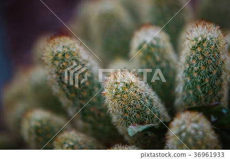 close up on mammillaria leaf and plant 36961933