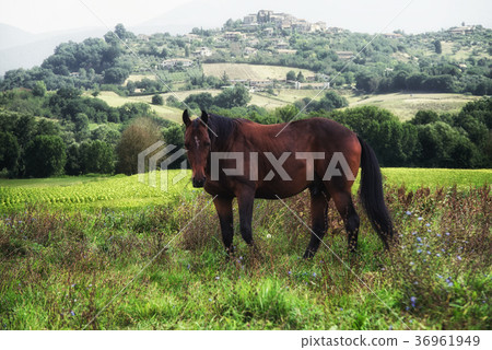 Close up on horse on the field in Italy Close up on horse on the field in Italy 36961949