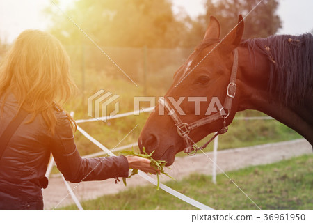 Woman give a tree to eat for the horse Woman give a tree to eat for the horse 36961950