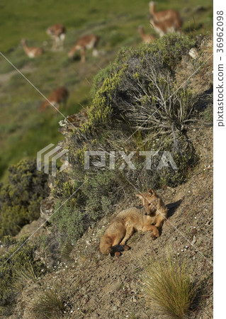 South American Grey Fox 36962098
