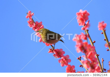 紅李子和白尾鹿 36962144