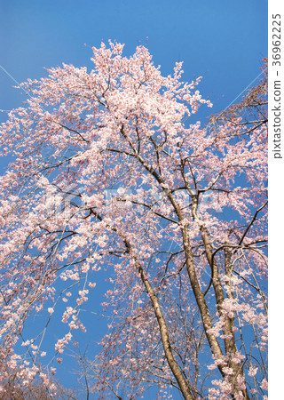 Weeping cherry blossoms and blue sky 36962225