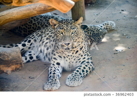 Jaguar resting on a beach 36962403
