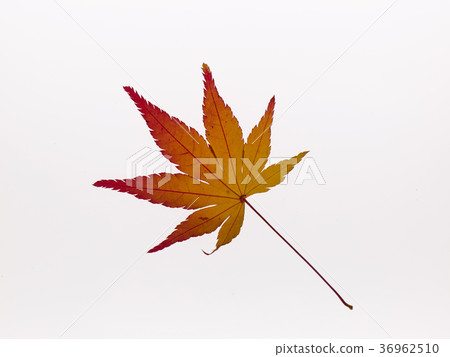 Maple leaf on a light box 36962510