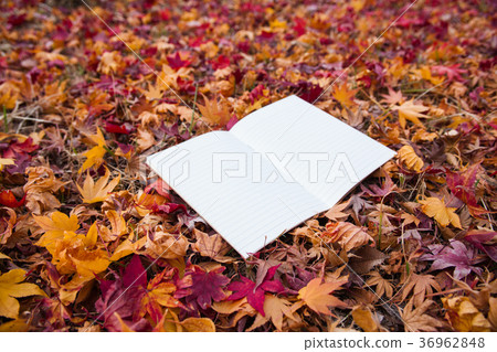 Open blank book on a fallen maple leave ground Open blank book on a fallen maple leave ground 36962848