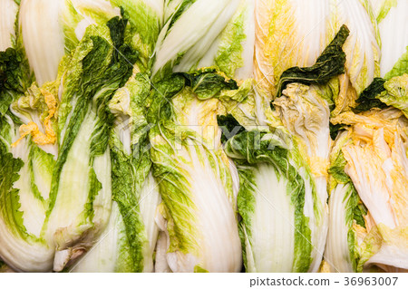 Close up of salted cabbage making kimchi  36963007