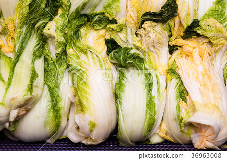 Close up of salted cabbage making kimchi Close up of salted cabbage making kimchi 36963008