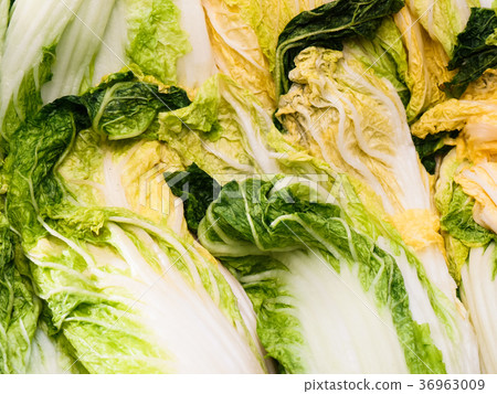 Close up of salted cabbage making kimchi Close up of salted cabbage making kimchi 36963009