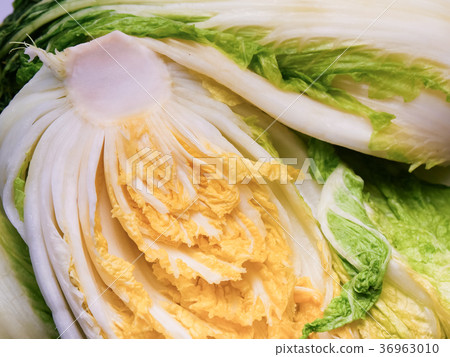 Close up of salted cabbage making kimchi Close up of salted cabbage making kimchi 36963010
