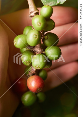 Farmer checking coffee beans 36963034