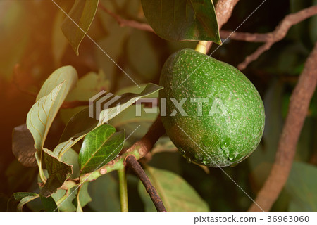 Fresh green avocado fruit wit dew 36963060