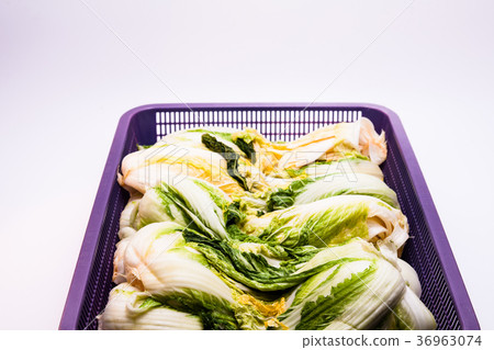 Salted cabbage in a basket for making kimchi 36963074