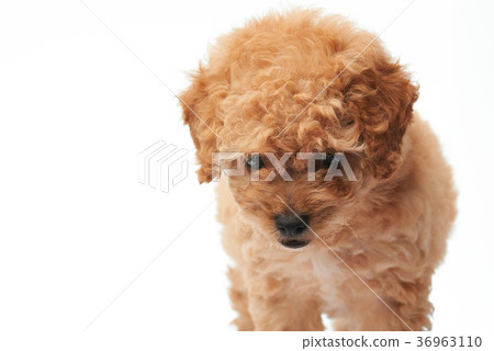Walking small puppy poodle Walking small puppy poodle 36963110