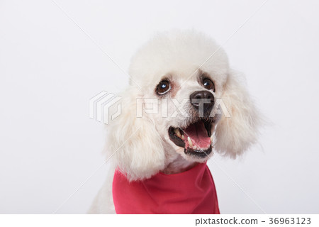 Portrait of looking up white poodle Portrait of looking up white poodle 36963123