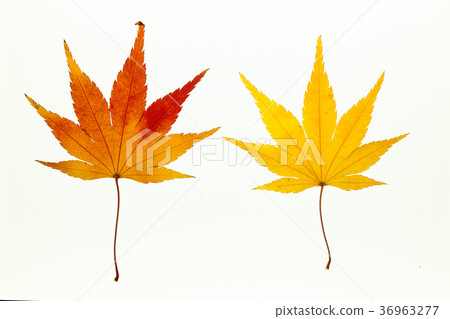 Beautiful autumn maple leaves on white light box Beautiful autumn maple leaves on white light box 36963277