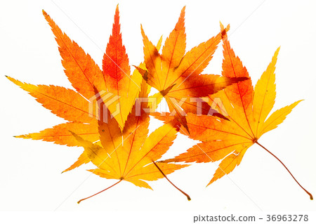 Beautiful autumn maple leaves on white light box 36963278