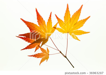 Beautiful autumn maple leaves on white light box 36963287