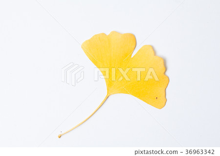 Yellow ginkgo leaf on a white background 36963342