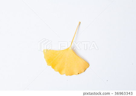 Yellow ginkgo leaf on a white background 36963343