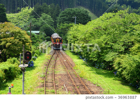 Sawairi站繡球節 36963887