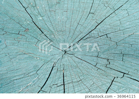 Painted section of stump. Close-up. Texture Painted section of stump. Close-up. Texture 36964115