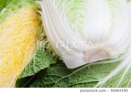 Inside of fresh cabbage white background Inside of fresh cabbage white background 36964390