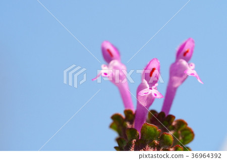 霍托肯諾扎 36964392