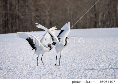 Tsurui村的起重機 Tsurui村的起重機 36964407