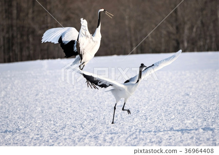 Tsurui村的起重機 Tsurui村的起重機 36964408