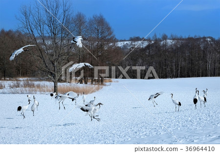 Tsurui村的起重機 Tsurui村的起重機 36964410